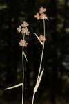 Western umbrella-sedge